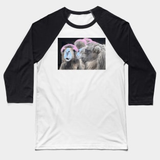 Kamel 1 / Swiss Artwork Photography Baseball T-Shirt